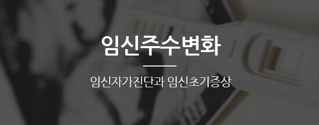 임신주수변화
